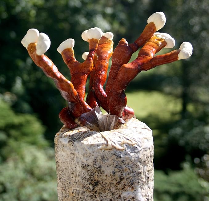 Root Mushroom Farm- Mushroom Liquid Cultures/Antler Reishi (Ganoderma multipilium)