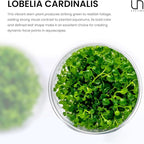 Ultum Nature Systems Lobelia Cardinalis ‘Cardinal’ Tissue Culture Live Plant for Aquarium, Freshwater Fish Tank, Aquascaping - 100% Snail Free in Vitro