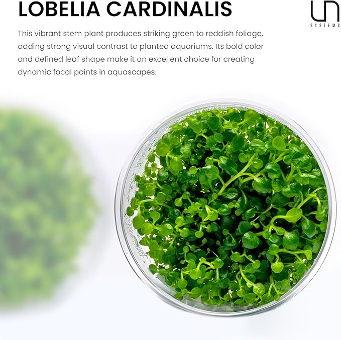 Ultum Nature Systems Lobelia Cardinalis ‘Cardinal’ Tissue Culture Live Plant for Aquarium, Freshwater Fish Tank, Aquascaping - 100% Snail Free in Vitro