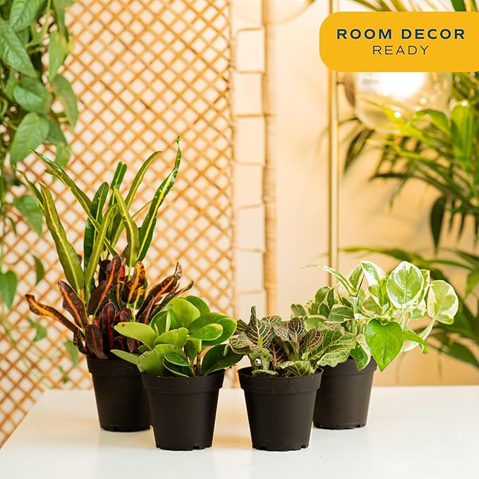 Costa Farms Live Indoor House Plants (4-Pack), Hand Selected Easy to Maintain Indoor Assorted Houseplants, Curated Air Purifying Mix, Low Light, Home Office Decor Plant Gift