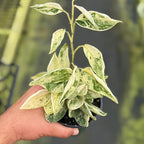 Scindapsus Marble Queen Plant – Live 4" Satin Pothos with Silvery Variegated Leaves | Easy-Care Trailing Indoor Vine | Air-Purifying Houseplant for Home or Office (Heat Pack Included)