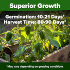 HOME GROWN Jalapeno Pepper Seeds 258+ Heirloom Non-GMO Seeds for Planting, High Germination, Mild to Medium Heat Hot Peppers, Heavy Producer, Perfect for Salsa & Pickling (Capsicum annuum)