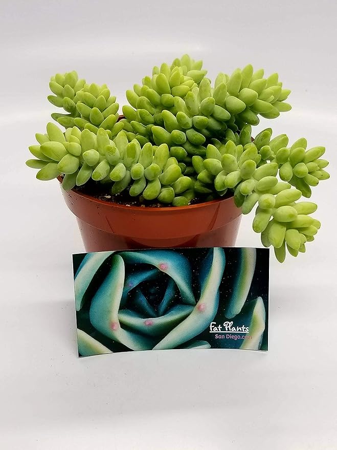 Living Succulent 4" Donkey Tails, Fully Rooted Succulents Plants Live, Succulent Plants Trailing Hanging, Sedum Burrito House Plant for Home Office Decoration, DIY Projects, Party Favor Gift