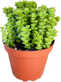Crassula 'Tom Thumb',Succulents Plants Live Rooted in 4" Pot with Soil Mix, Rare House Plant for Home Indoor Holiday Wedding Garden Decor, DIY Projects, Party Favor Gift for Her by Fatplants