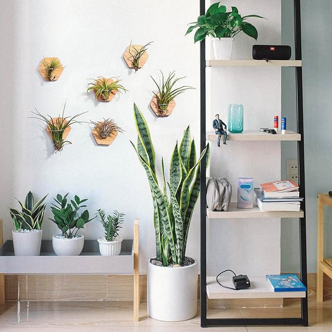 MITIME Air Plants Holders-Real Wood Live Air Plant Holders.Rustic Air Plant Stand,Wall-mounted to save space.(Plants not included)( Hexagonal Set of 6