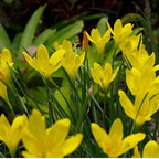 Chalily Yellow Rain Lily, a Great Live Pond Plant for Your Water Garden. Filters The koi and Goldfish Pond. Good for Bogs, Plant Shelf or Shallow Water This marginal Aquatic is a Real Beauty