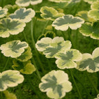 Pennywort 'Crystal Ball', a Great Live Pond Plant for Your Water Garden. Filters koi and Goldfish Ponds. Good for Bogs, Plant Shelf or Shallow Water This marginal Aquatic is a Real Beauty