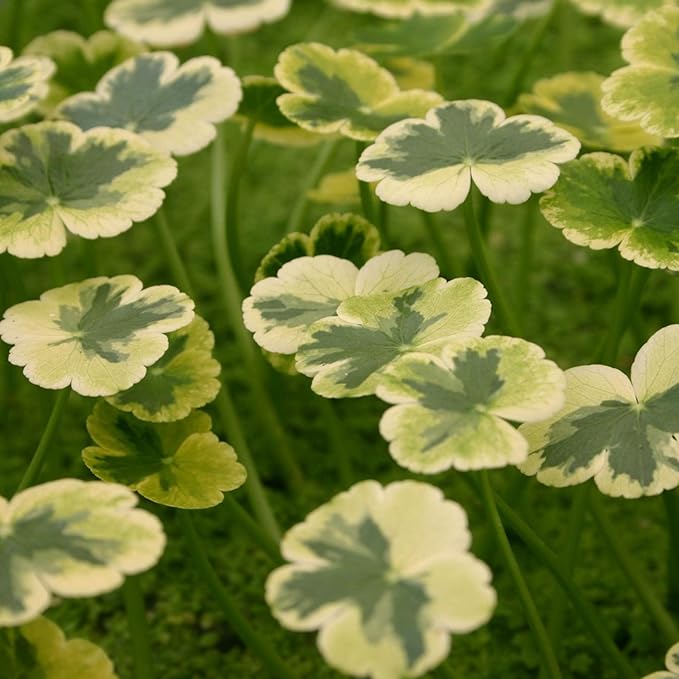 Pennywort 'Crystal Ball', a Great Live Pond Plant for Your Water Garden. Filters koi and Goldfish Ponds. Good for Bogs, Plant Shelf or Shallow Water This marginal Aquatic is a Real Beauty