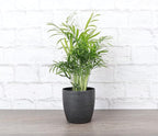 Thorsen's Greenhouse Parlor Palm Plant, Live Indoor Plant, Neanthe Bella Palm, Natural Air Purifier, Easy to Grow, Pet Safe Plant, 4-inch Diameter Pot (Brushed Silver)