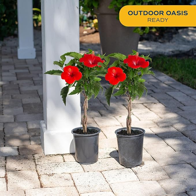 Costa Farms Premium Flowering Braided Hibiscus Grower Pot Live Outdoor Plant, 2-Pack 20-Inches Tall, Grower's Choice Flowers