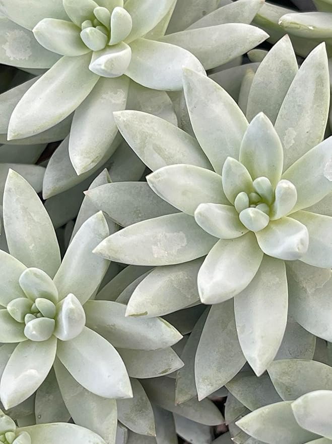 Blue Burrito Succulent Live Healthy Sedeveria Houseplant - Succulents Plants Live - Fully Rooted in 4 inch Plant Pot - Indoor Rosette Succulants for Home and Office Decor