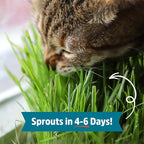 Back to the Roots Organic Wheatgrass Seeds – 2lb Non-GMO Value Pack; Great for Growing Nutritious Wheatgrass, Also Catgrass (Natural Hairball Remedy for Cats)