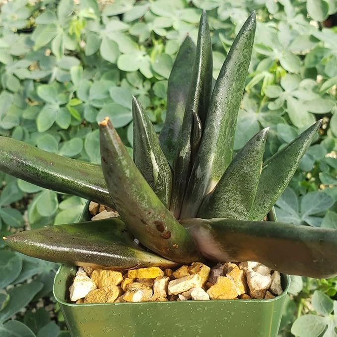 Gasteria nigricans monstrose Cacti Cactus Succulent Real Live Plant