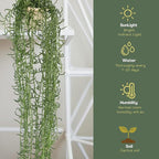 String of Fish Hooks Plant – Live 6” Hanging Basket Curio Radicans Succulent with Trailing Fishhook Leaves | Easy-Care Indoor/Outdoor Houseplant for Home, Garden or Patio Decor (Heat Pack Included)