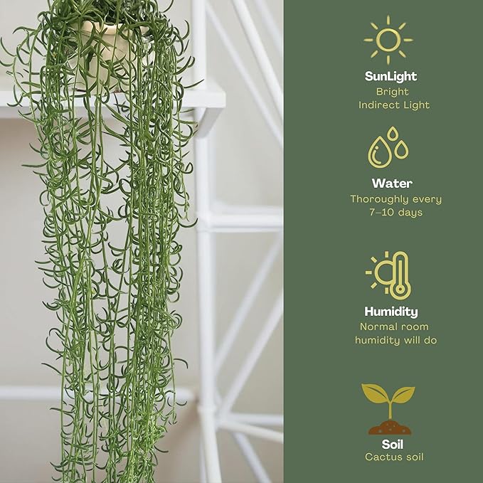 String of Fish Hooks Plant – Live 6” Hanging Basket Curio Radicans Succulent with Trailing Fishhook Leaves | Easy-Care Indoor/Outdoor Houseplant for Home, Garden or Patio Decor (Heat Pack Included)
