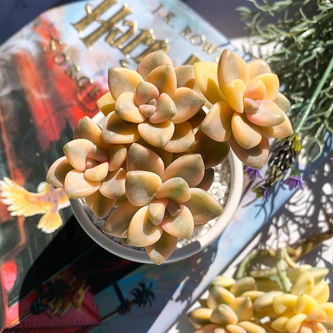Graptoveria Paraguayense Bernalense Variegated Rare Live Succulent Plants, Cluster 3" Bare Root Without Pot & Soil, Garden Indoor Office Desk Baby Shower Decoration, Plant Lovers Gifts