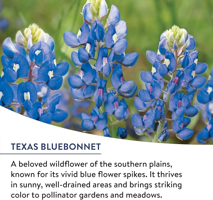 Burpee American Wild Wildflower Seeds | 25,000 Bulk Seeds, Multi, 1 Bag | 13 Varieties of Non-GMO Flower Seeds | Covers 1,000 Sq. Ft. | Grown in the USA