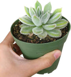 Echeveria Doris Taylor Succulent (Woolly Rose) - Fuzzy Mexican Firecracker Succulent in 2" or 4" Pot, Soft Velvet Foliage, Unique Pet-Safe Houseplant (4 inch + White Pot)