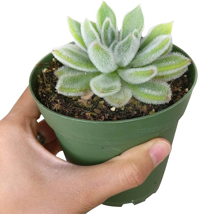 Echeveria Doris Taylor Succulent (Woolly Rose) - Fuzzy Mexican Firecracker Succulent in 2" or 4" Pot, Soft Velvet Foliage, Unique Pet-Safe Houseplant (2 inch + Plastic Pot)