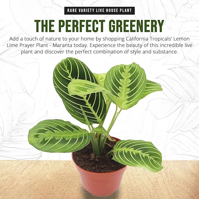 California Tropicals Lemon Lime Prayer Plant - Maranta - Rare Variety Live House Plant - Tropical Decor - Unique Real Plants Interior Garden Outdoors Supplies - Small Pot - 4 Inch Potting Decor