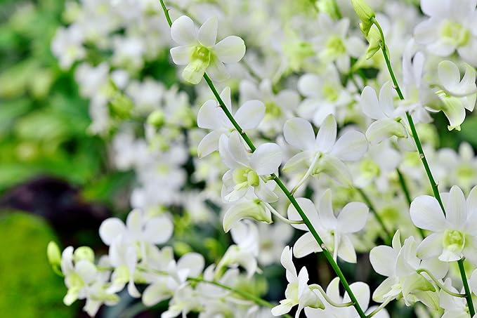 KaBloom - Exotic Perla Orchid Bouquet Of Fresh Orchids with Free Vase Included - Fresh Flowers for Birthday, Valentine's & Mother's Day