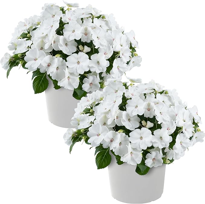 Live Flowering New Guinea Impatiens - White (2 Plants Per Pack), Beautiful Shade Flowers, 12" Tall by 5" Wide in 1 Qt Pot
