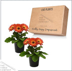 Live Flowering Gerbera Daisies - Orange and Yellow Bicolor (2 Plants Per Pack), Beautiful Spring Flowers, 12" Tall by 5" Wide in 1 Qt Pot