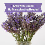 Back to The Roots Windowsill Planter: Lavender