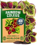 HOME GROWN Coleus Rainbow Seeds – 400 Count 0.04 oz Flower Seed, Coleus scutellarioides 'Rainbow', Indoor Plant Seeds for Containers, Shade Gardens, Decorative Multicolor Foliage