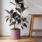 Bloem Mathers 12" Dusty Rose Round Modern Resin Garden Planter Pot with Drainage Holes and Removable Saucer Tray Included