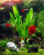 SubstrateSource Live Plant - Amazon Sword (Echinodorus Bleheri) - Beginner Friendly, Easy Care, Medium Light, Midground to Background Placement - Freshwater Aquarium Decoration - 1 Bunch (4-5 Plants)
