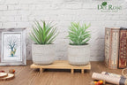 Der Rose 2 Pack Fake Succulents Plants Artificial Succulents in Pots for Room Home Bathroom Bedroom Office Boho Decor