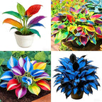 Hosta Seeds for Planting, 300pcs Rare Perennial Hosta Flower Seeds Plants, Non-GMO Heirloom Long Blooming Plants Shaded Entry Pathway Rare Flowers for Garden Outdoors