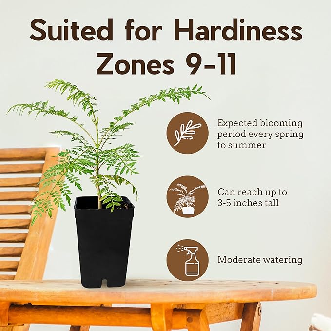 My Shelfie - Mini Jacaranda Tree, 3-4 Inch Tall Bonsai Tree in 2-Inch Pot, Live Plants Outdoor Hardiness Zones 9-11, Bonsai Live with Purple Flowers (3)