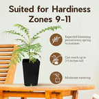 My Shelfie - Mini Jacaranda Tree, 3-4 Inch Tall Bonsai Tree in 2-Inch Pot, Live Plants Outdoor Hardiness Zones 9-11, Bonsai Live with Purple Flowers (5)