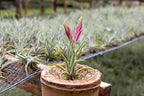Tillandsia Caput Medusae Air Plants - Live Succulent House Plants - Available in Wholesale and Bulk - Home and Garden Decor - Easy Care Indoor/Outdoor Air Plant (Pack of 12)