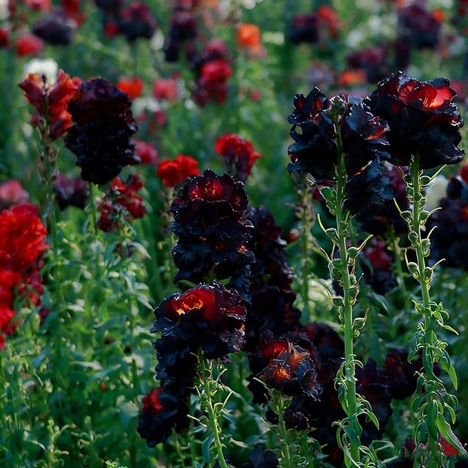 Mix Snapdragon Seeds for Planting, 200+pcs Rare Midnight Snapdragon Perennial Flower Seeds Plants, Non-GMO Heirloom Beauty Hummingbird Pollinate Flowers for Home Garden Outdoors