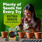 HOME GROWN Chocolate Cherry Sunflower Seeds 75 Heirloom Seeds for Planting Burgundy Sunflowers Tall Flower for Garden, Pollinators, Butterflies (Helianthus annuus)