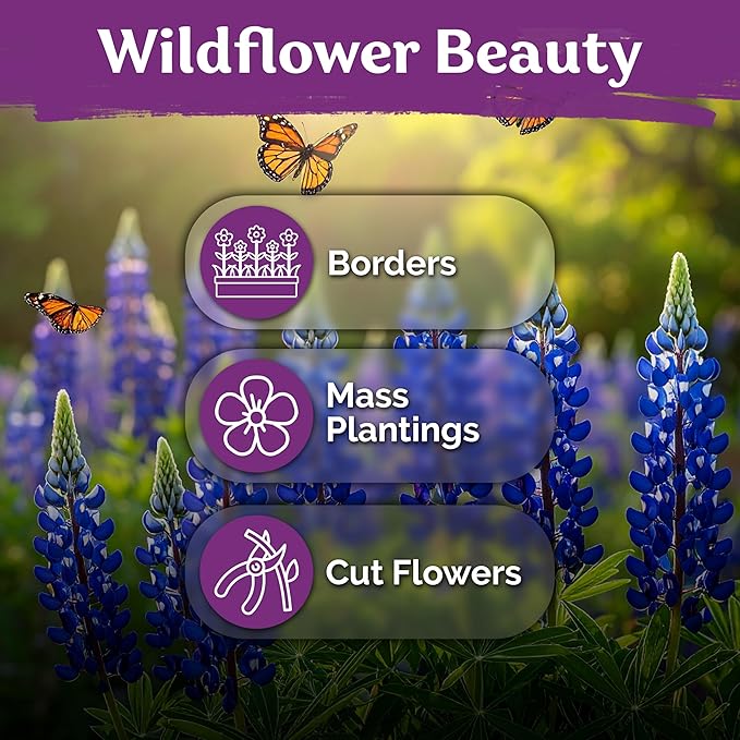 KVITER 75 Texas Bluebonnet Seeds (Lupinus Texensis) - Texas Lupine, Pollinator Friendly Wildflower, Non GMO Heirloom Seed - Annual Flower Seeds in Seed Packets for Outdoor Garden, Beds and Borders