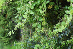 Gold Flame Honeysuckle Vine - Lonicera - Very Hardy - 2.5" Pot