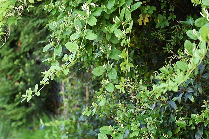 Gold Flame Honeysuckle Vine - Lonicera - Very Hardy - 2.5" Pot
