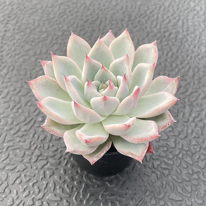 Sprout N Green Echeveria 'Aranjuez', Live Succulent Plant Fully Rooted in 2" Pot, Plant for Indoor Outdoor Home Office Wedding Decor DIY Project Party Favor, Pet Friendly, Easy to Care