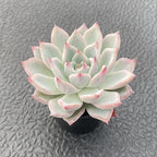 Sprout N Green Echeveria 'Aranjuez', Live Succulent Plant Fully Rooted in 2" Pot, Plant for Indoor Outdoor Home Office Wedding Decor DIY Project Party Favor, Pet Friendly, Easy to Care