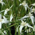 Star Grass, a Great Live Pond Plant for Your Water Garden. Filters koi and Goldfish Ponds. Good for Bogs, Plant Shelf or Shallow Water This marginal Aquatic is a Real Beauty
