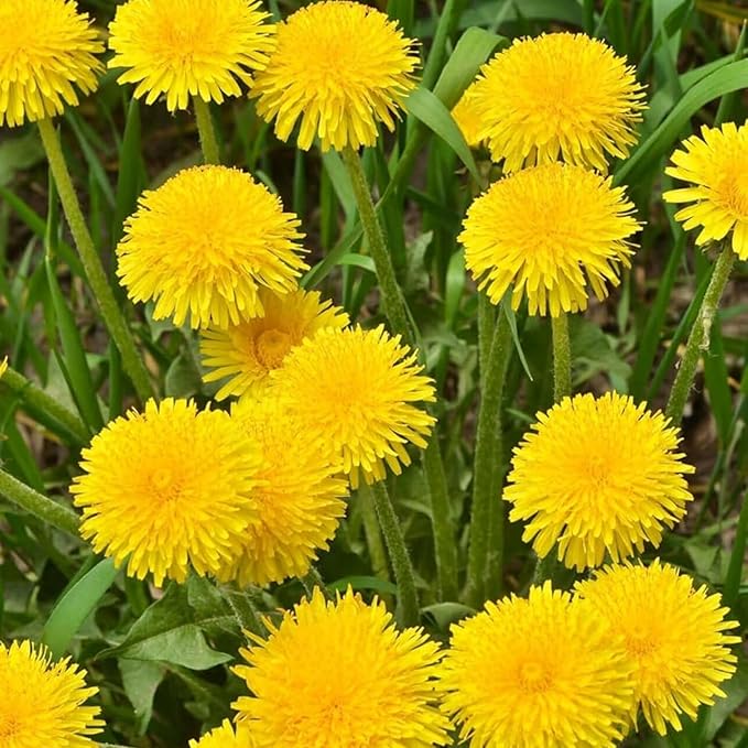 8000+ Dandelion Seeds for Planting - Dandelion (Taraxacum Officinale) Yellow Seeds Rare Flower Seeds Non-GMO Perennial Wild Flower Seeds