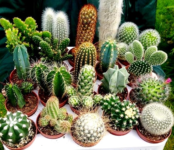Cactus Mix Cacti About 50 Seeds for Planting Succulents Plant Group Cactaceae