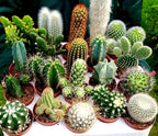 Cactus Mix Cacti About 50 Seeds for Planting Succulents Plant Group Cactaceae