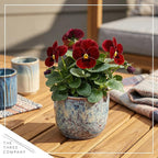 Live Healthy Flowering Pansies - Red Blotch (4 Plants Per Pack), Beautiful Winter Color, 6" Tall by 4" Wide in 1 Pint Square Pot