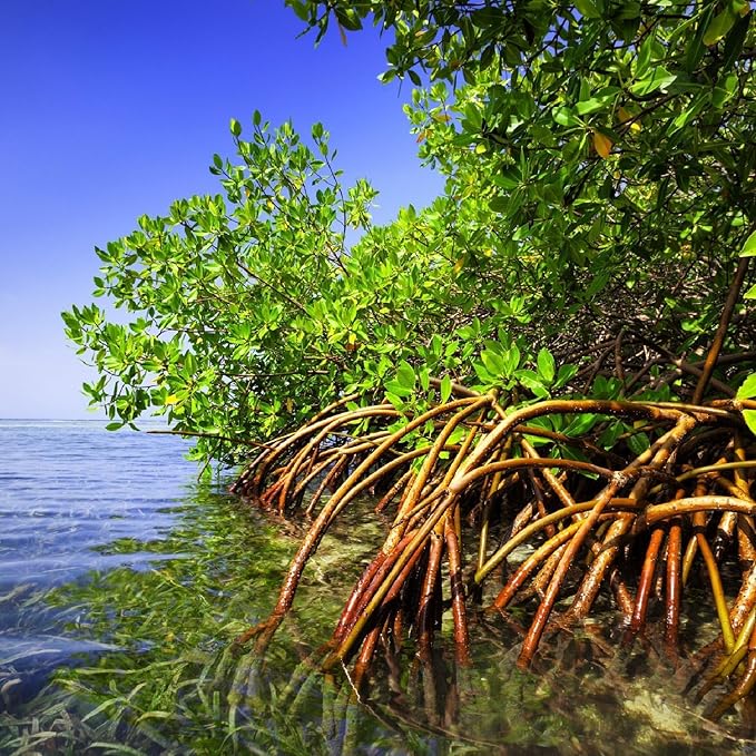 Generic AquaGardens | Red Mangrove - Live Plant (Medium), Green