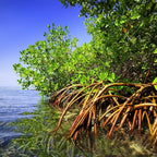 Generic AquaGardens | Red Mangrove - Live Plant (Large), Green